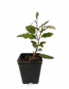 copy of Elagnus Ebbingei plant