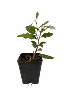 Offerta 5 Piante Eleagnus Vaso 7cm | Mondo Piante