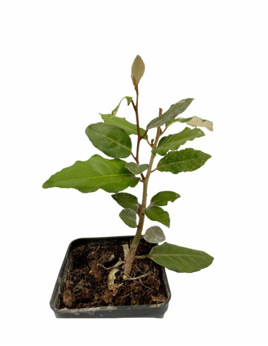 5 Piante di Eleagnus in vaso 7cm - Piante Da Siepe|Vivaio Mondo Piante