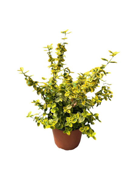 Vendita Euonymus Emerald Gold Vaso 18 | Mondo Piante