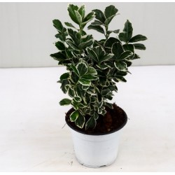 Pianta di Euonymus...