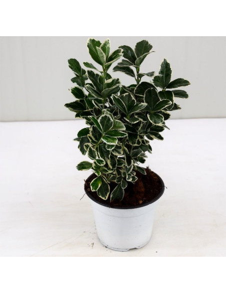 Euonymus Bravo Plant Sale - Hedge Plants Online|Mondo Piante