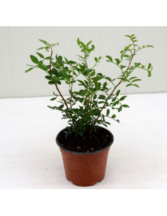 Pianta di Lentisco Vaso 14 cm: Vendita Online | Mondo Piante