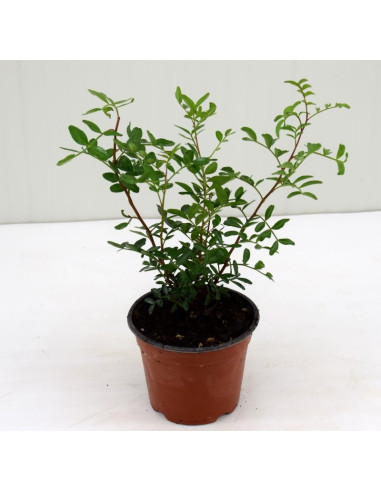 Pianta Lentisco (Pistacia lentiscus) Vaso 14cm | Mondo Piante
