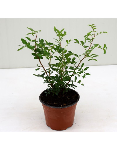 Selling Lentisk Plant - Hedge Plants Online | Mondo Piante