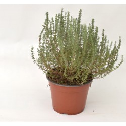 copy of Thyme Plant