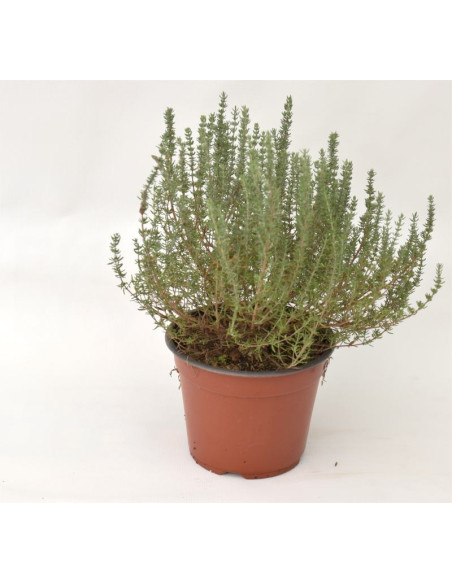 Pianta di Timo in Vaso 14cm - Piante Aromatiche | Vivaio Mondo Piante