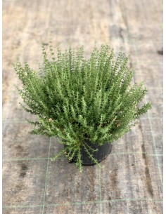 copy of Thyme Plant