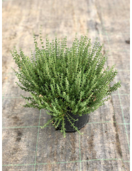 Pianta di Timo in Vaso 18cm - Piante Aromatiche | Vivaio Mondo Piante