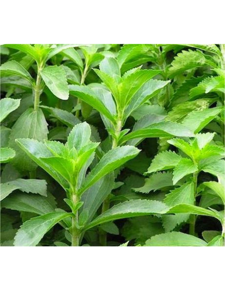 Pianta Stevia Vaso 18 cm | Mondo Piante