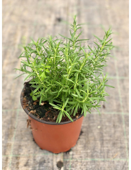 Vendita Pianta di Rosmarino  Vaso 18cm-Piante Aromatiche | MondoPiante