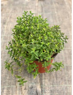 copy of Peppermint Plant