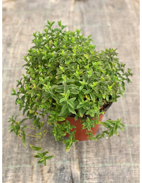 Pianta di Menta Piperita  In Vaso 18cm-Piante Aromatiche| Mondo Piante