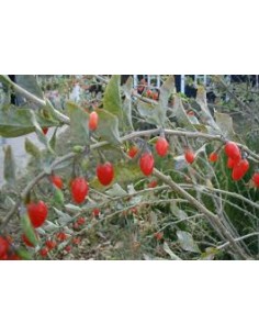 copy of Rue Plant