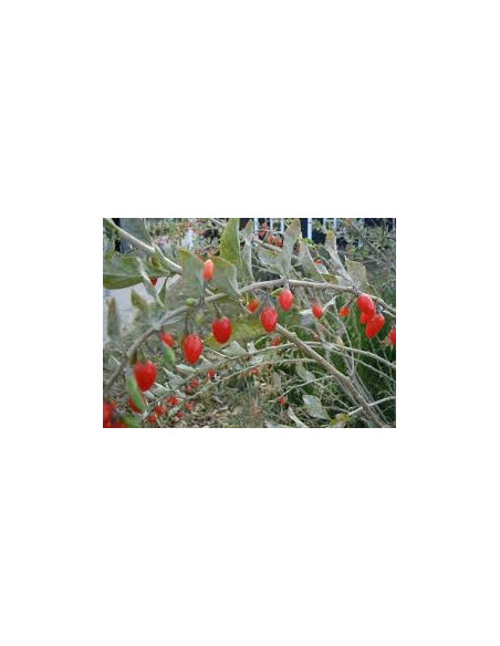 On-line Sale of the Rue plant-Aromatic Plants|Vivaio Mondo Piante
