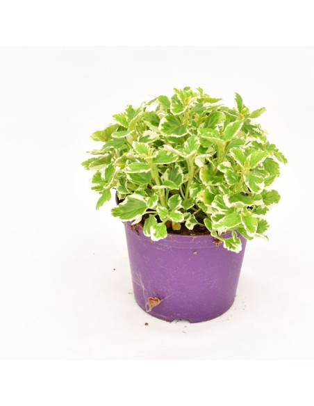 INCENSO PLECTRANTHUS SU VASO 14 - Linea Verde