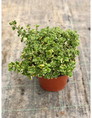 Vendita Pianta di Incenso in Vaso 18cm - Piante Aromatiche|MondoPiante