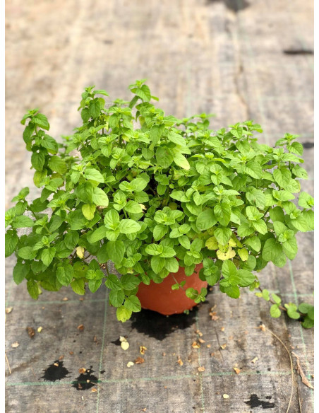 Pianta di Menta Ghiaccio in Vaso 18cm-Piante Aromatiche| Mondo Piante