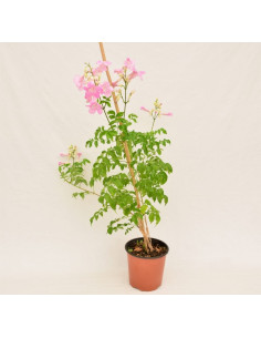 Pianta Bignonia Grandiflora Vaso 18 cm | Mondo Piante