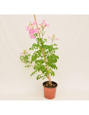 Pianta Bignonia Grandiflora Vaso 18 cm | Mondo Piante