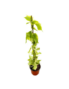 Pianta Thunbergia Vaso 18 cm | Mondo Piante