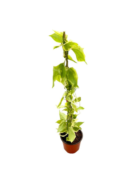 Sale Of Thunbergia Plant-Climbing Plant | Mondo Piante