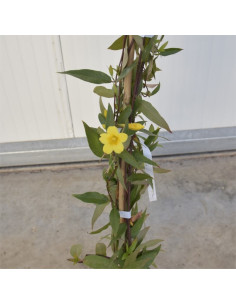 Pianta Gelsemium Sempervirens Vaso 18 cm | Mondo Piante 2