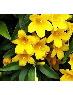 Kit 5 Piante Gelsemium Sempervirens Vaso 7 cm | Mondo Piante