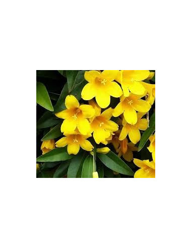 Kit 5 Piante Gelsemium Sempervirens Vaso 7 cm | Mondo Piante