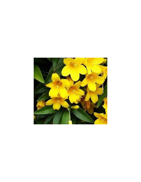 Kit 5 Piante Gelsemium Sempervirens Vaso 7 cm | Mondo Piante