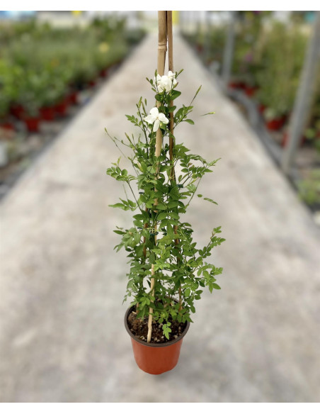 Vendita Pianta Gelsomino Officinale Vaso 18-Piante Online|MondoPiante