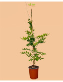 Pianta del Glicine in Vaso 18cm, Rampicante Sempreverde con fiori profumati