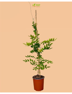 Pianta di Glicine Vaso 18 cm | Mondo Piante