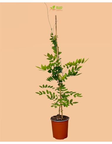 Pianta di Glicine Vaso 18 cm | Mondo Piante