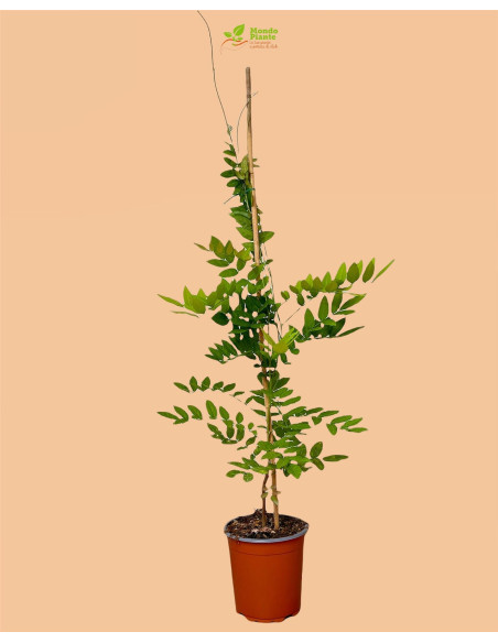 Pianta del Glicine  Vaso 18cm - Piante Rampicanti Online |Mondo Piante