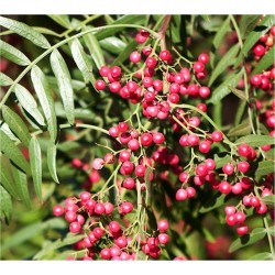 copy of Schinus molle tree