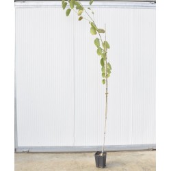 copy of Bauhinia plant