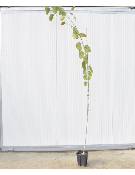 Vendita Astone di Bauhinia 15cm-Alberi da Giardino OnLine|Mondo Piante
