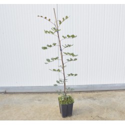 Astone di Carrubo Vaso 15cm
