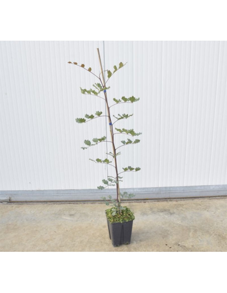 Sale Carob Plant - Garden Trees OnLine | Mondo Piante