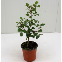 copy of Carob plant
