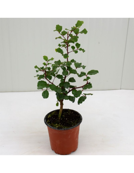 Sale Carob Plant - Garden Trees OnLine | Mondo Piante