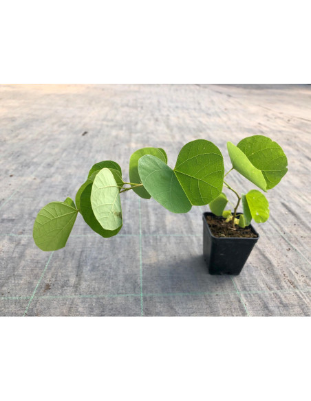 Astone di Cercis Vaso 15cm-Vendita Alberi da Giardino|Mondo Piante