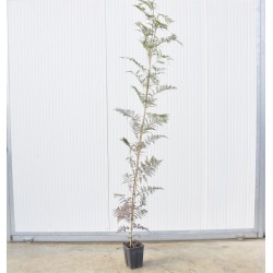 copy of Jacaranda tree