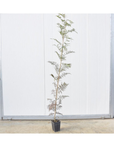 Pianta Jacaranda Astone Vaso 17cm | Falsandrea | Mondo Piante