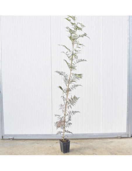 Vendita Astone di Jacaranda - Vendita Alberi da Giardino|Mondo Piante