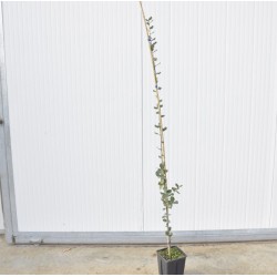 Astone di Quercia ilex Vaso...