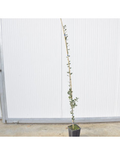 Pianta Quercia Ilex Astone Vaso 15cm | Leccio | Mondo Piante