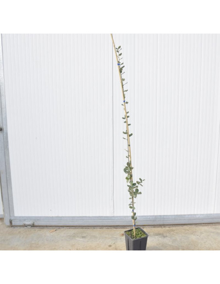 Pianta Quercia Ilex Astone Vaso 15cm | Leccio | Mondo Piante