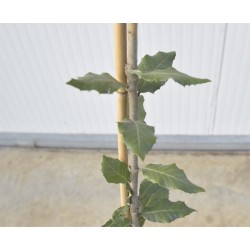 copy of Quercus ilex tree 2